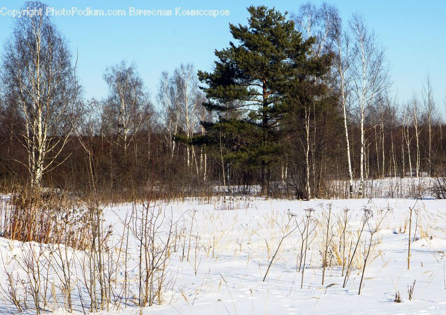 Conifer, Fir, Plant, Tree, Landscape, Nature, Scenery