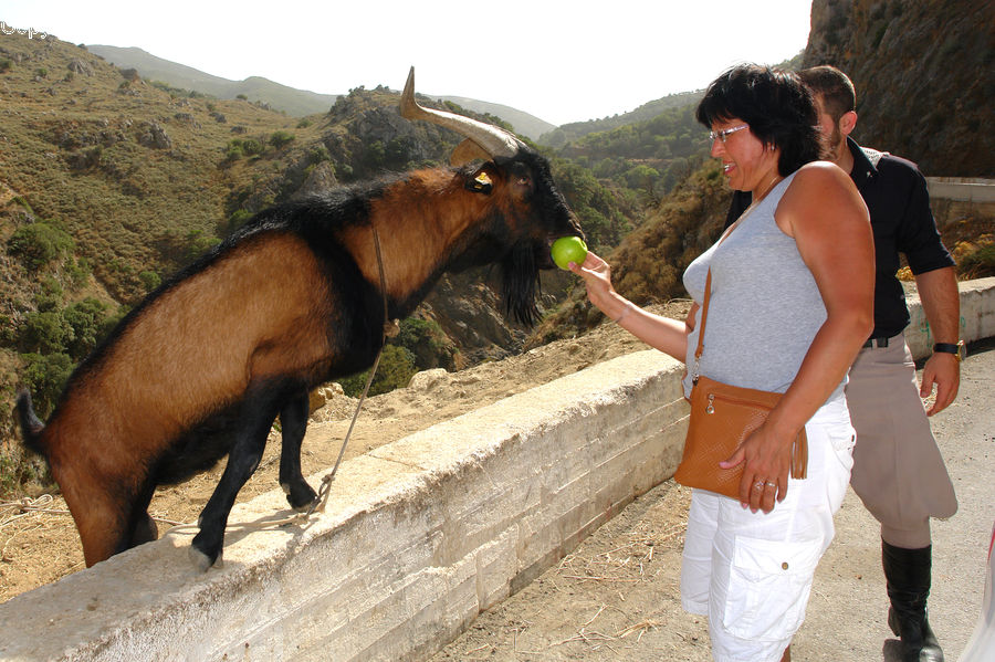 Human, People, Person, Animal, Goat, Mammal, Mountain Goat