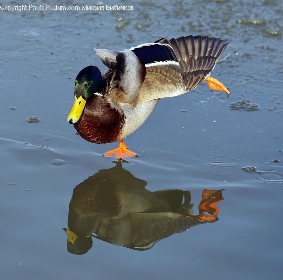 Bird, Duck, Teal, Waterfowl, Mallard