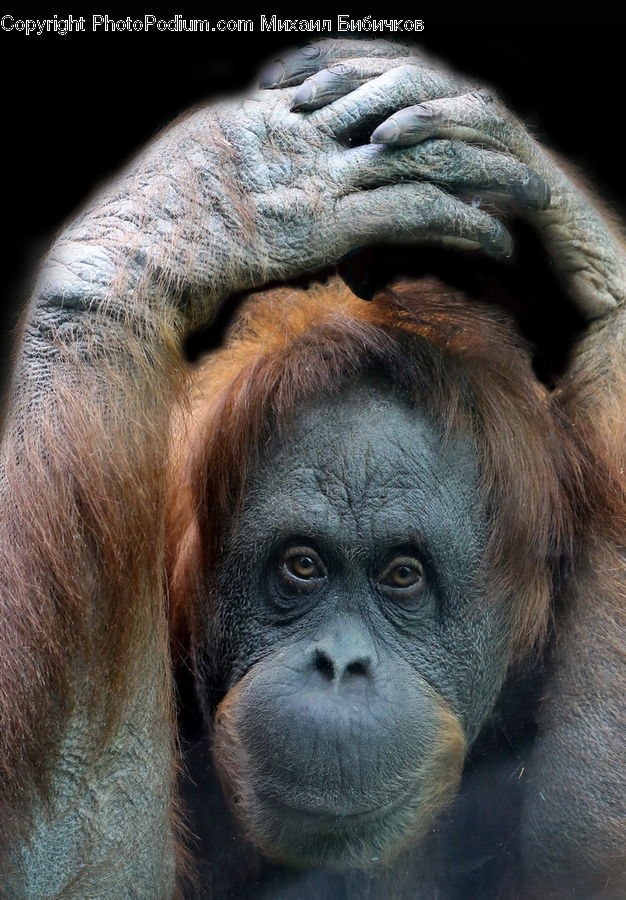 Animal, Mammal, Monkey, Orangutan, Ape, Face, Selfie