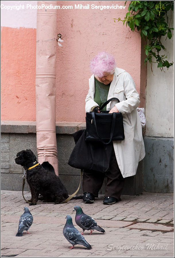 Plant, Potted Plant, Bird, Pigeon, People, Person, Human