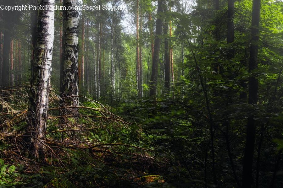 Forest, Vegetation, Jungle, Rainforest, Fir, Redwood, Tree