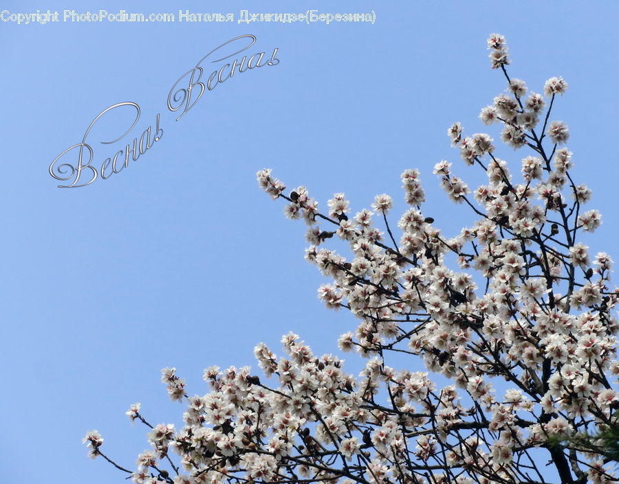Blossom, Flora, Flower, Plant, Cherry Blossom