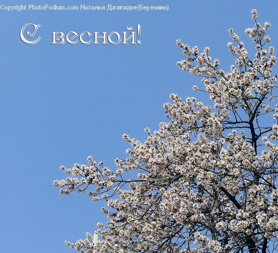 Blossom, Cherry Blossom, Flower, Flora, Plant
