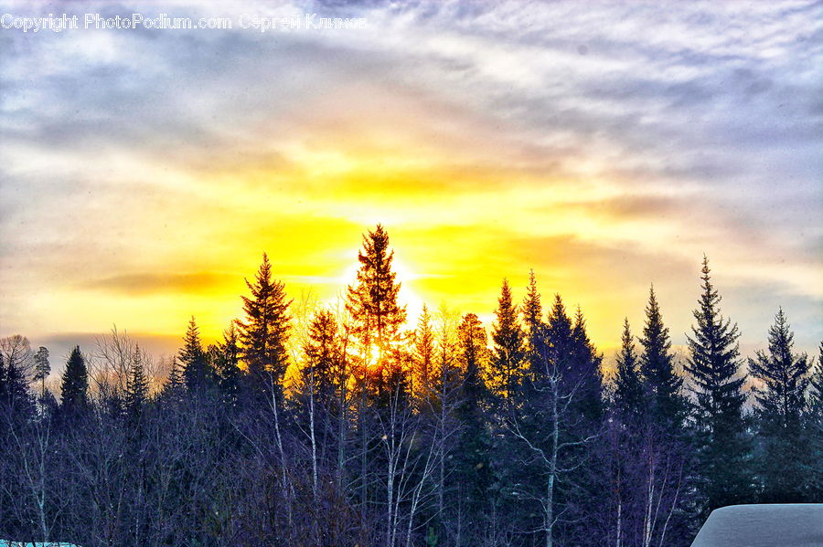 Conifer, Fir, Plant, Tree, Pine, Spruce, Wood