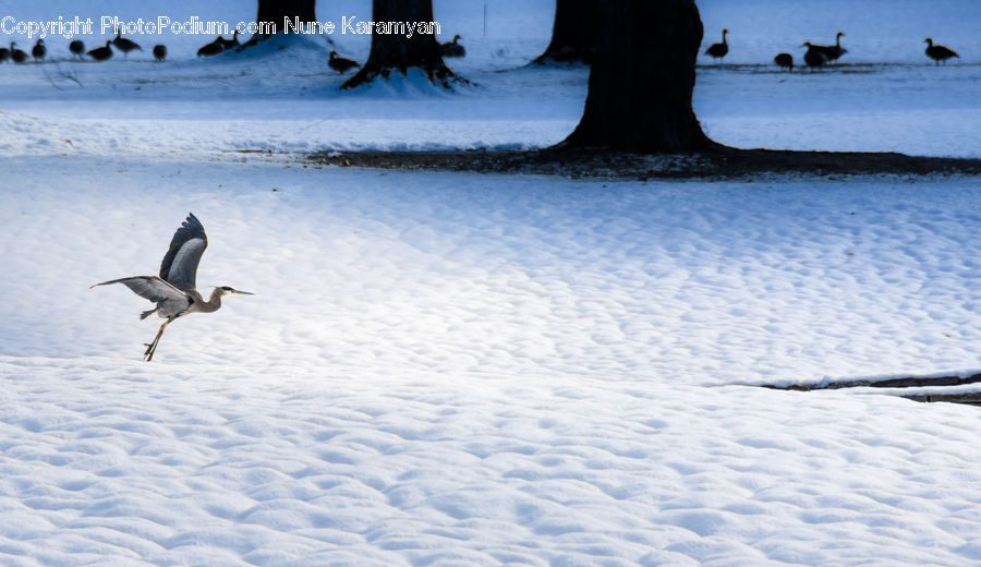 Piste, Skiing, Slide, Snow, Sport, Ardeidae, Bird