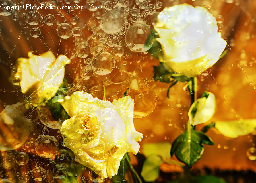 Bubble, Blossom, Flora, Flower, Plant, Food, Geranium