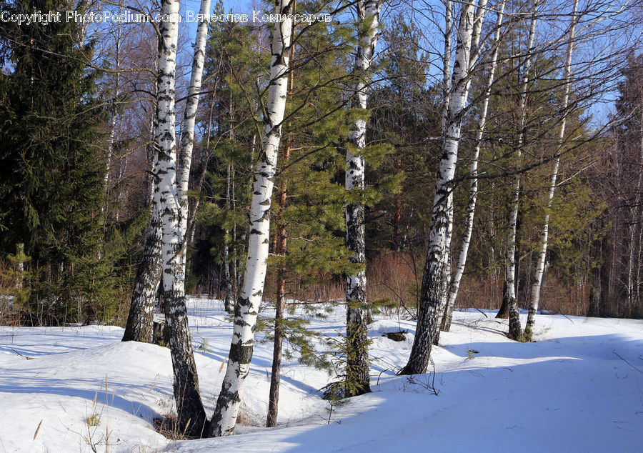 Birch, Tree, Wood, Forest, Vegetation, Conifer, Fir