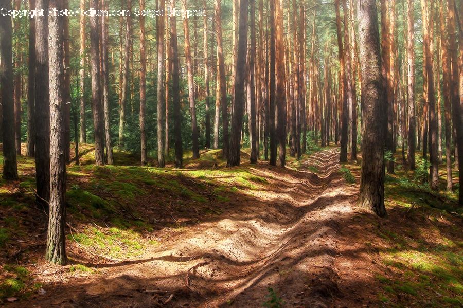 Forest, Vegetation, Grove, Land, Dirt Road, Gravel, Road