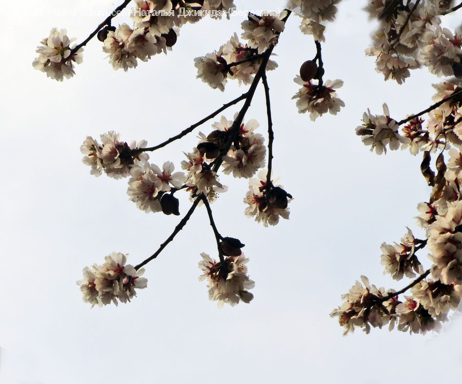 Blossom, Flora, Flower, Plant, Cherry Blossom, Bird Nest, Nest