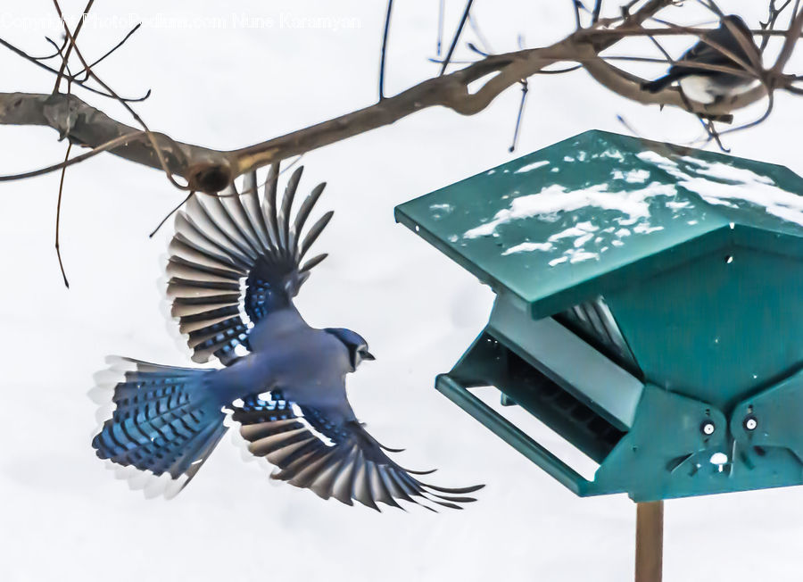 Bird, Blue Jay, Bluebird, Jay, Dove, Pigeon, Accessories
