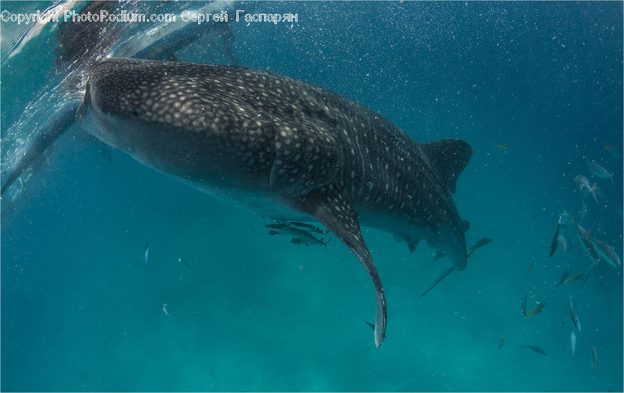 Fish, Sea Life, Shark