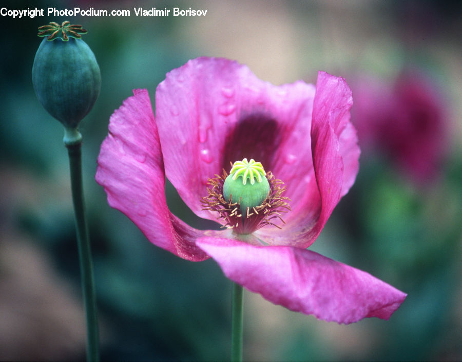 Blossom, Flora, Flower, Plant, Poppy, Pollen, Anemone