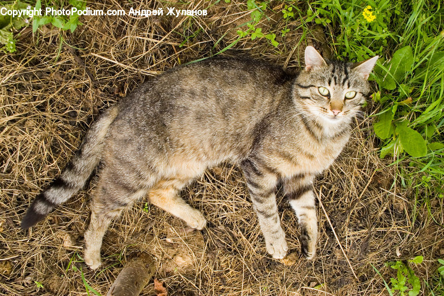 Hay, Straw, Animal, Leopard, Lynx, Wildlife, Cat