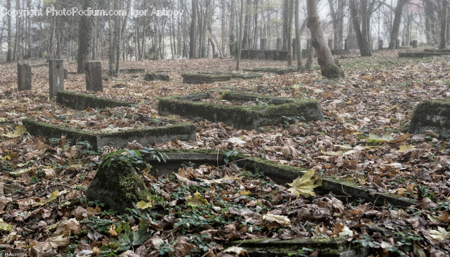 Forest, Grove, Land, Vegetation, Ivy, Plant, Vine