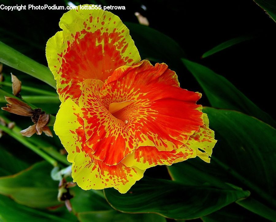 Blossom, Flora, Flower, Plant, Butterfly, Insect, Invertebrate