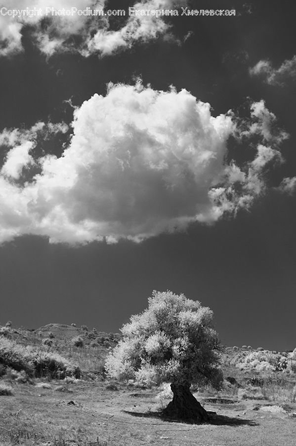 Cloud, Cumulus, Sky, Azure Sky, Outdoors, Plant, Tree