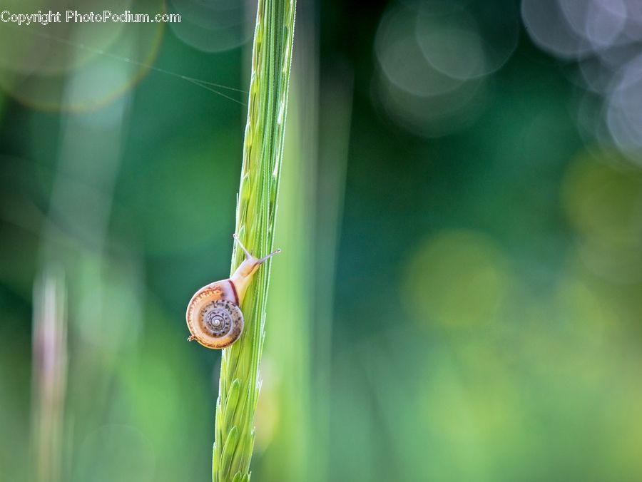 Invertebrate, Snail, Droplet