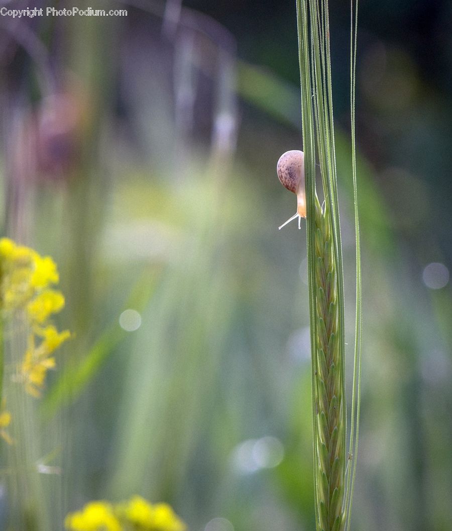 Dill, Plant, Conifer, Fir, Tree, Field, Grass