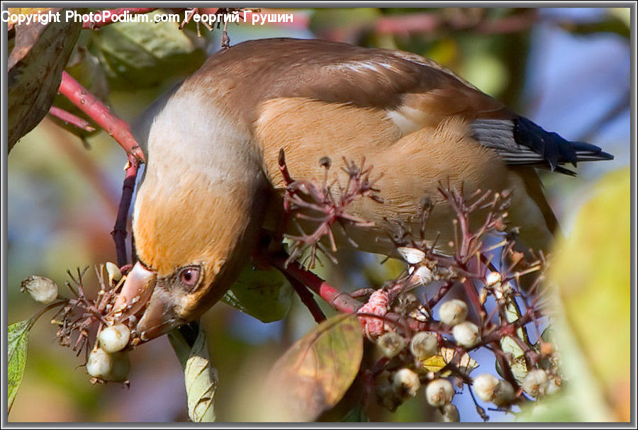Bird, Blue Jay, Bluebird, Jay, Bee Eater, Wren, Bee