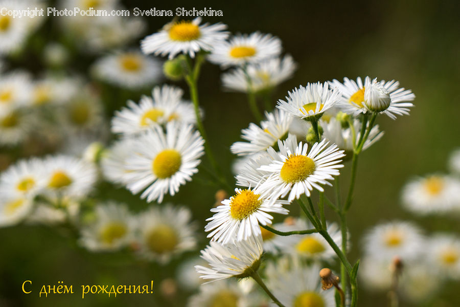 Daisies, Daisy, Flower, Plant, Aster, Blossom, Asteraceae