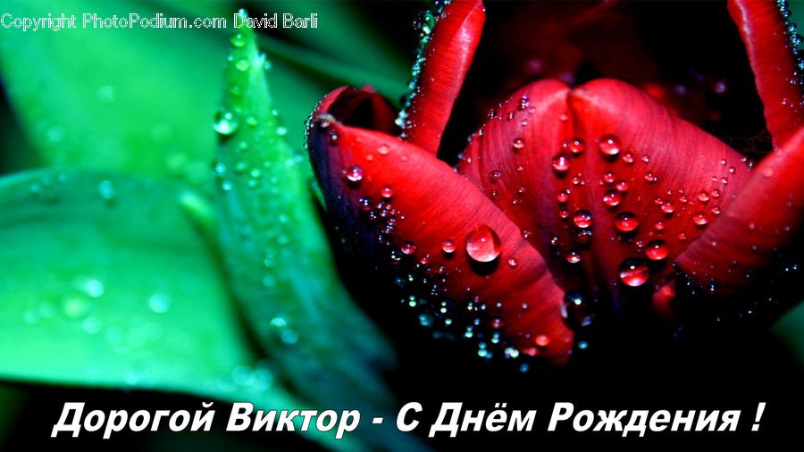 Blossom, Flora, Flower, Geranium, Plant, Fruit, Vegetation