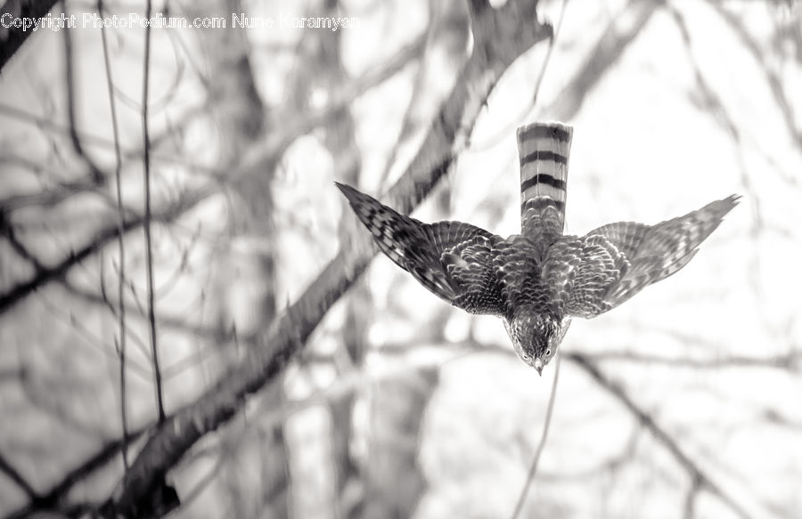Accipiter, Bird, Finch, Grouse, Birch, Tree, Wood