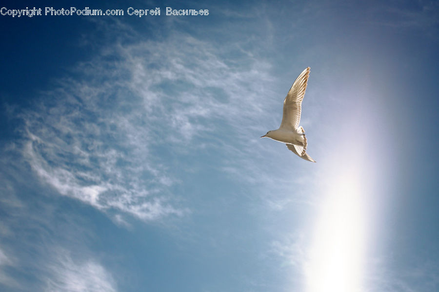Bird, Seagull, Booby, Dove, Pigeon, Ardeidae