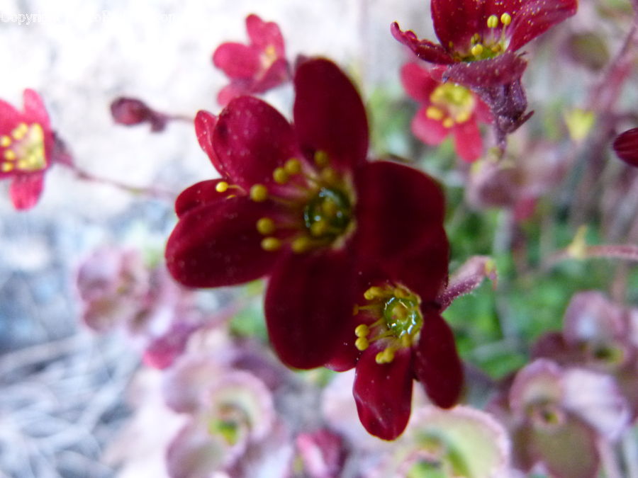 Blossom, Flora, Flower, Plant, Petal, Geranium, Cherry Blossom