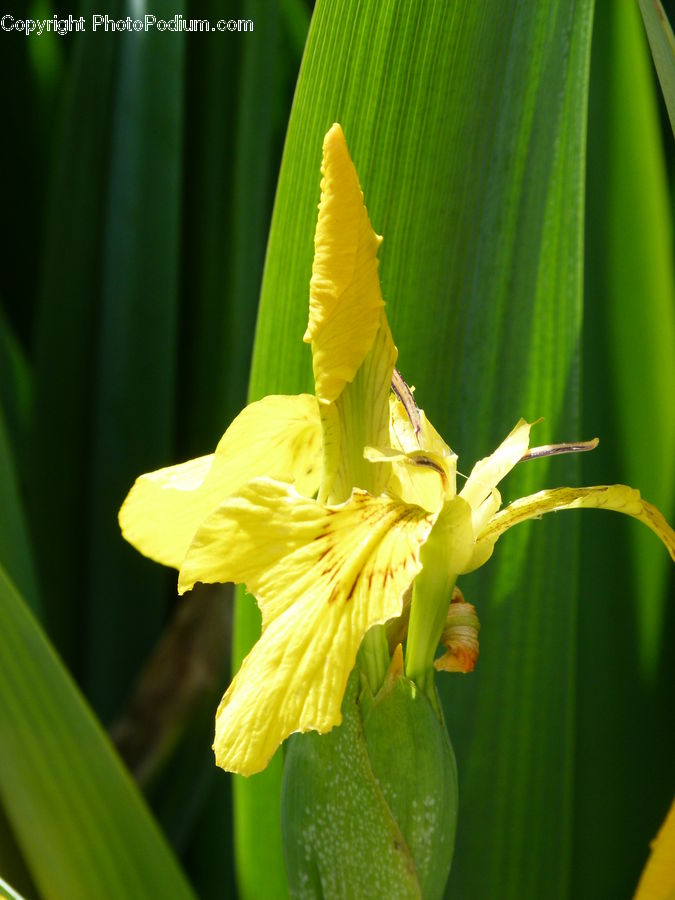 Blossom, Daffodil, Flora, Flower, Plant, Gladiolus, Iris