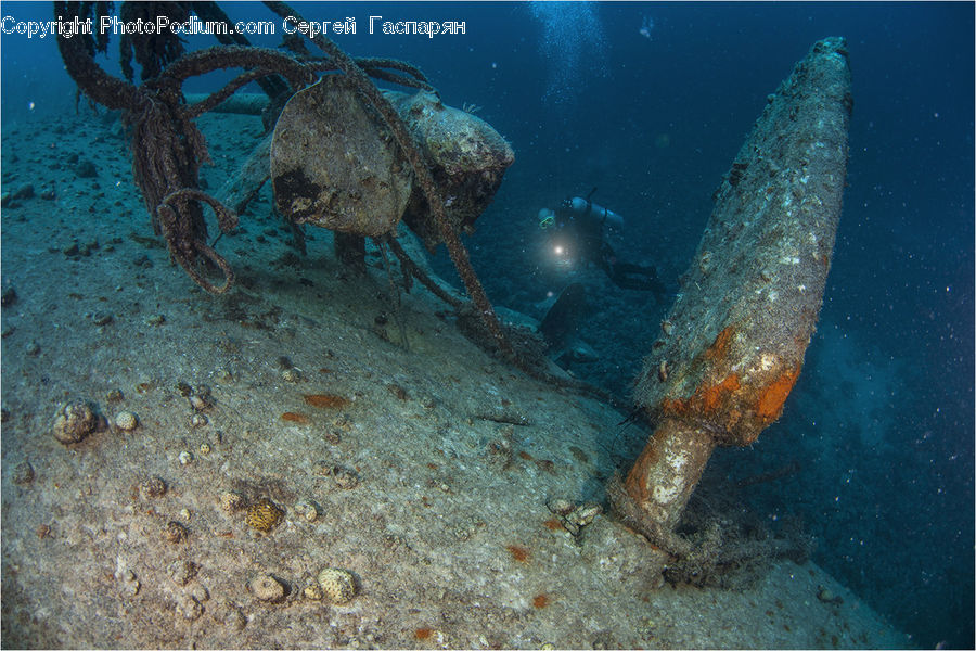 Crab, Invertebrate, Sea Life, Seafood, Coral Reef, Outdoors, Reef
