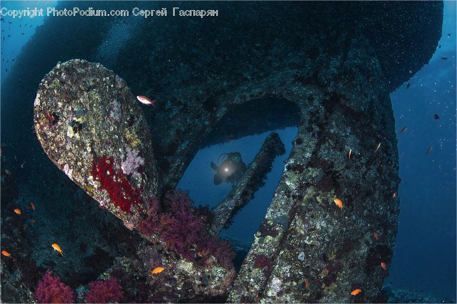 Coral Reef, Outdoors, Reef, Sea, Sea Life, Water, Asphalt