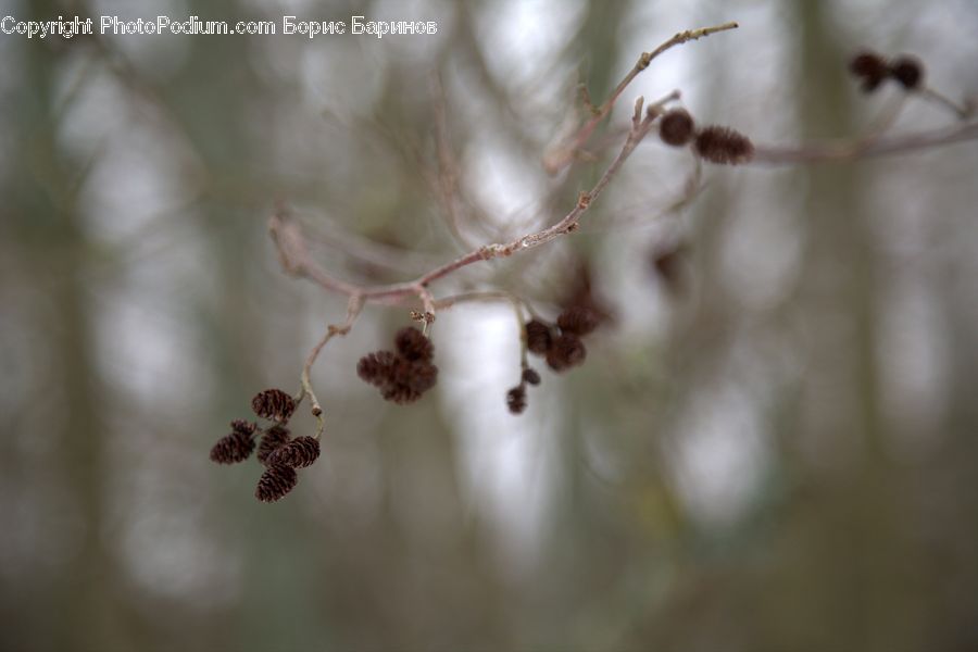 Plant, Weed, Blossom, Flora, Flower, Cherry Blossom, Accessories