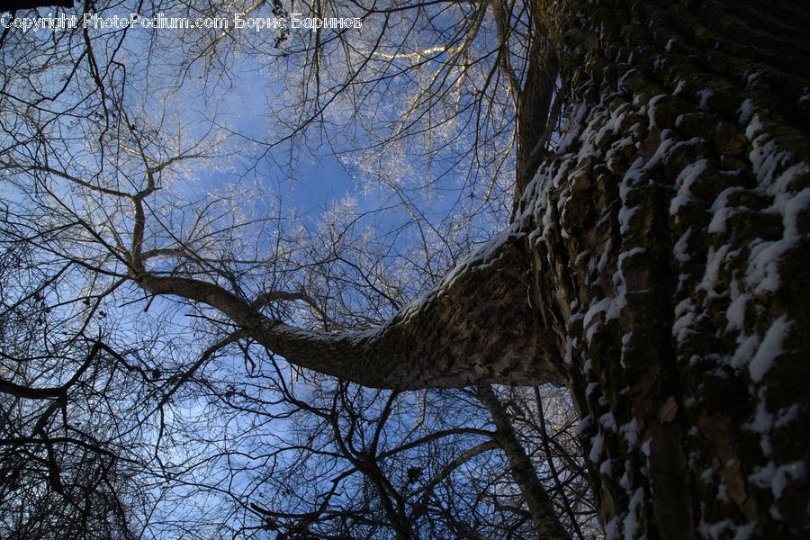 Birch, Tree, Wood, Oak, Sycamore, Tree Trunk, Conifer