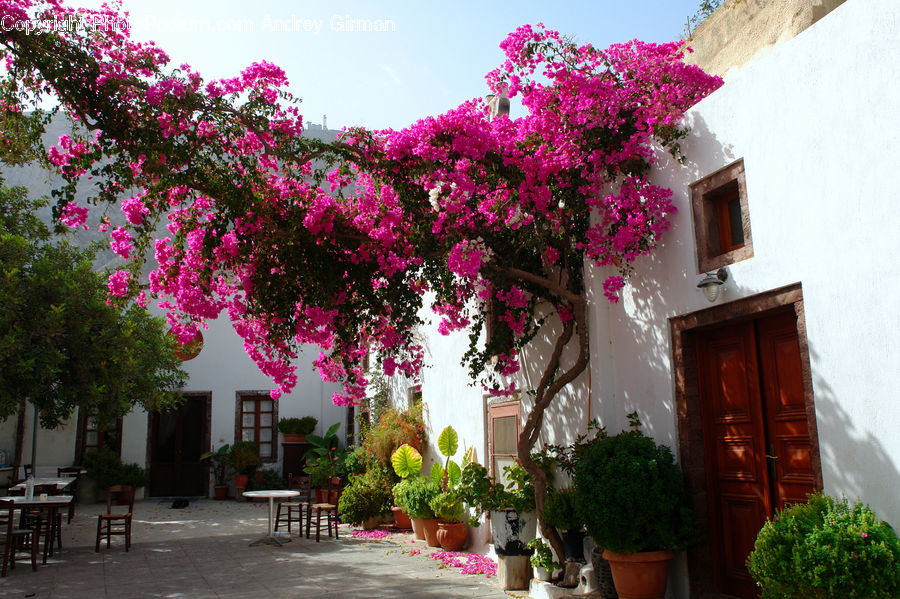 Plant, Potted Plant, Bush, Vegetation, Patio, Blossom, Flora