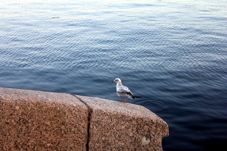 Bird, Seagull, Booby, Outdoors, Sea, Water, Leisure Activities