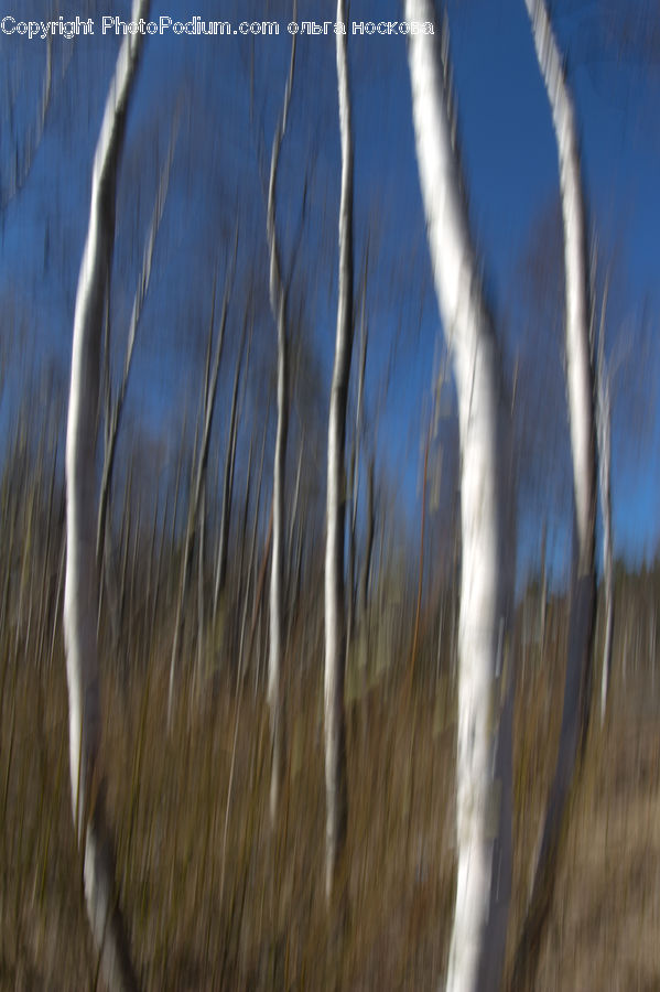 Birch, Tree, Wood, Field, Grass, Grassland, Land