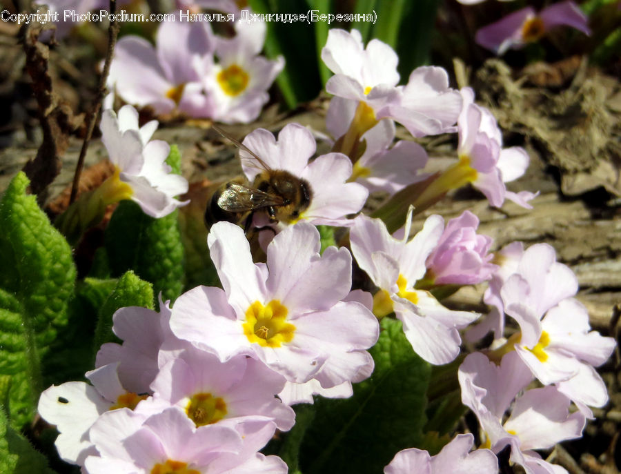 Blossom, Flora, Flower, Plant, Crocus, Flower Arrangement, Flower Bouquet