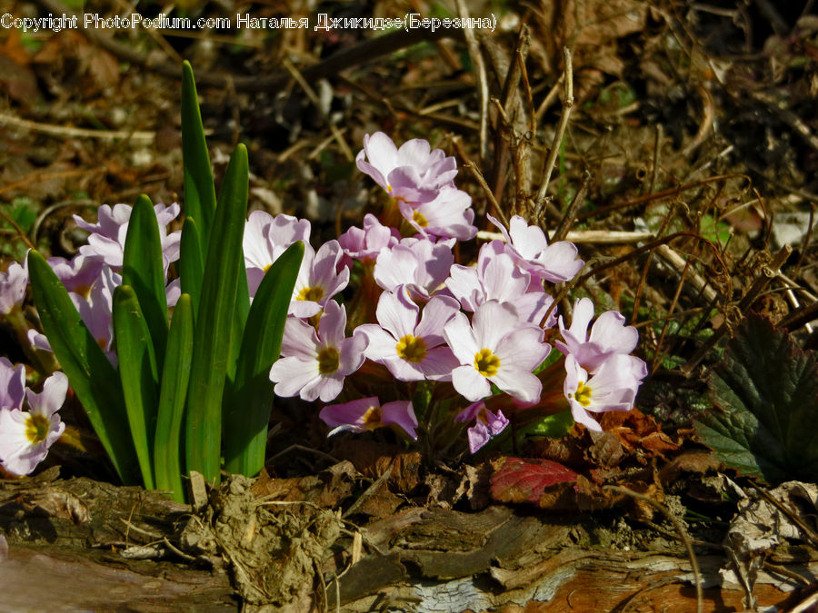 Blossom, Crocus, Flora, Flower, Plant, Flower Arrangement, Flower Bouquet