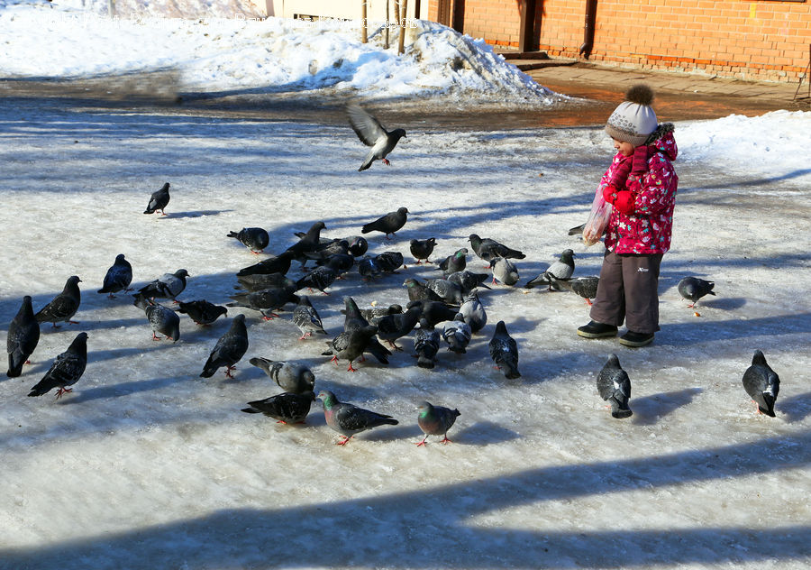 Human, People, Person, Bird, Pigeon, Seagull, Arctic