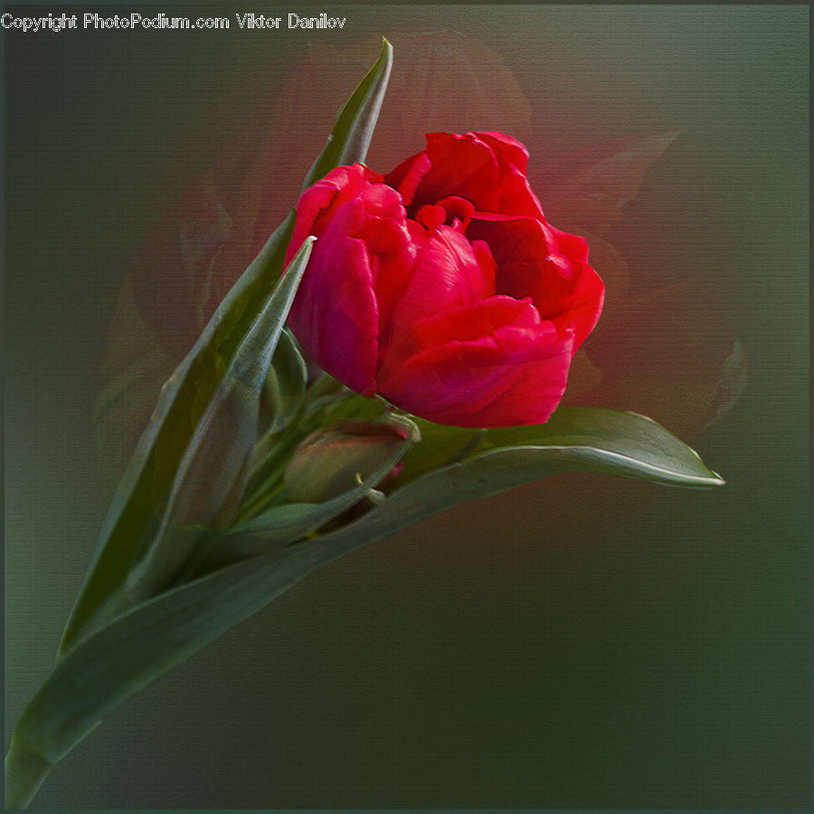 Blossom, Flora, Flower, Geranium, Plant, Flower Arrangement, Flower Bouquet
