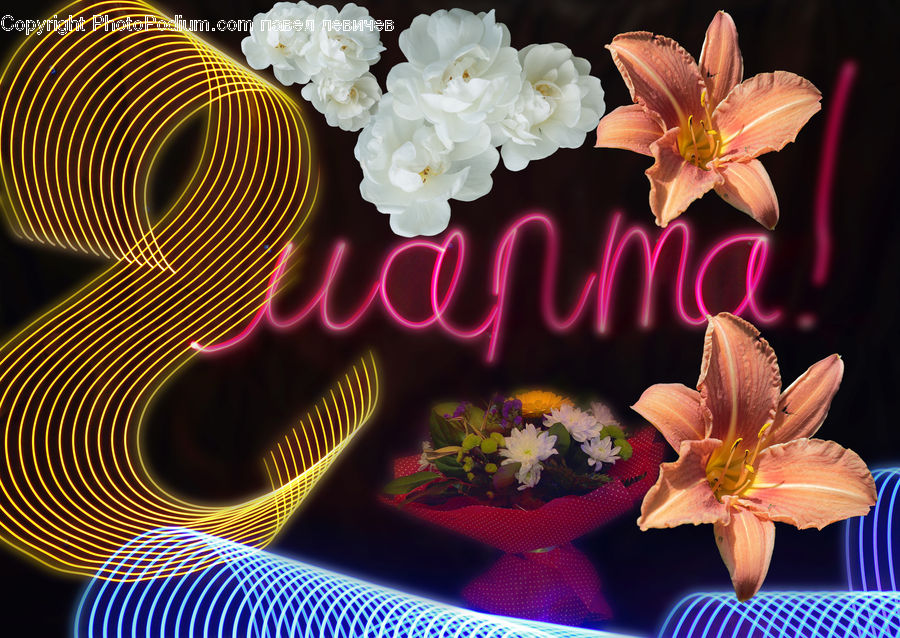 Flora, Flower, Lily, Plant, Blossom, Anther, Petal