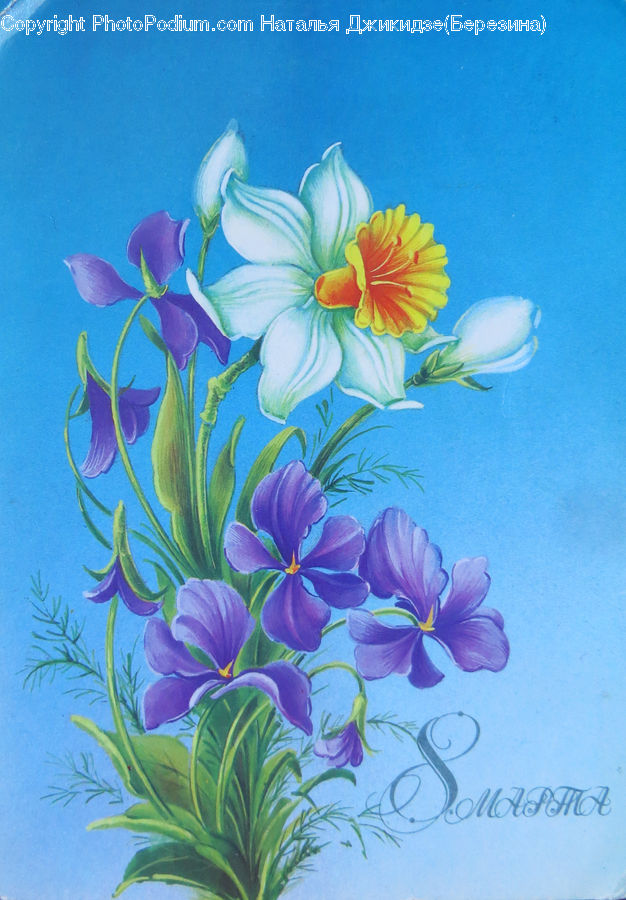 Floral Design, Flower, Flower Arrangement, Flower Bouquet, Blossom, Crocus, Flora