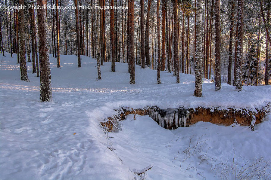 Forest, Vegetation, Conifer, Fir, Pine, Spruce, Wood