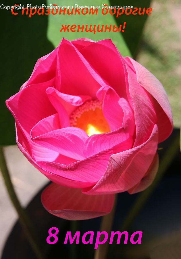 Blossom, Flora, Flower, Petal, Plant, Rose, Tulip