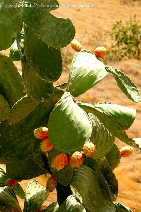 Cactus, Plant, Fruit, Grapes, Flower, Lily, Pond Lily