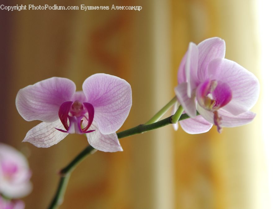 Blossom, Flora, Flower, Orchid, Plant, Geranium, Gladiolus