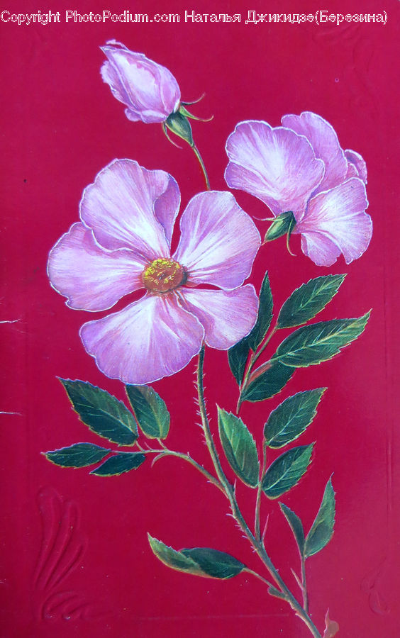 Blossom, Flora, Flower, Geranium, Plant, Petal, Anthurium