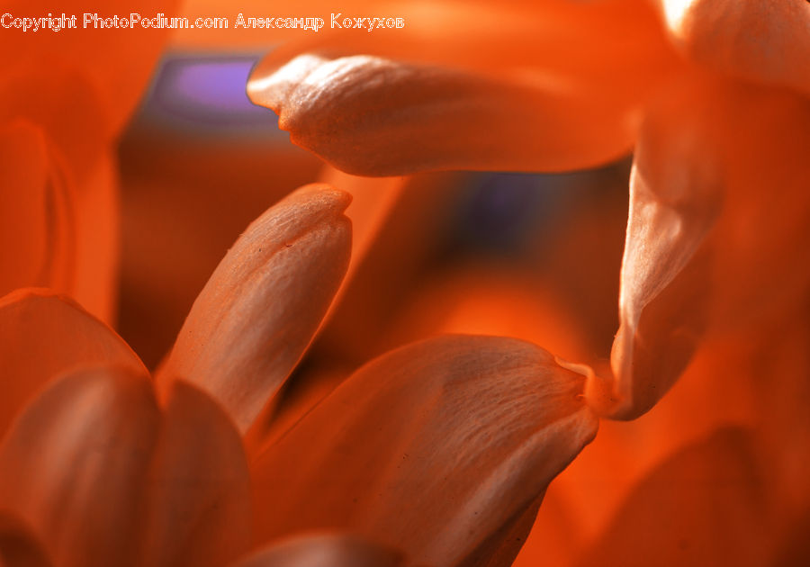 Blossom, Crocus, Flora, Flower, Plant, Geranium, Lilac
