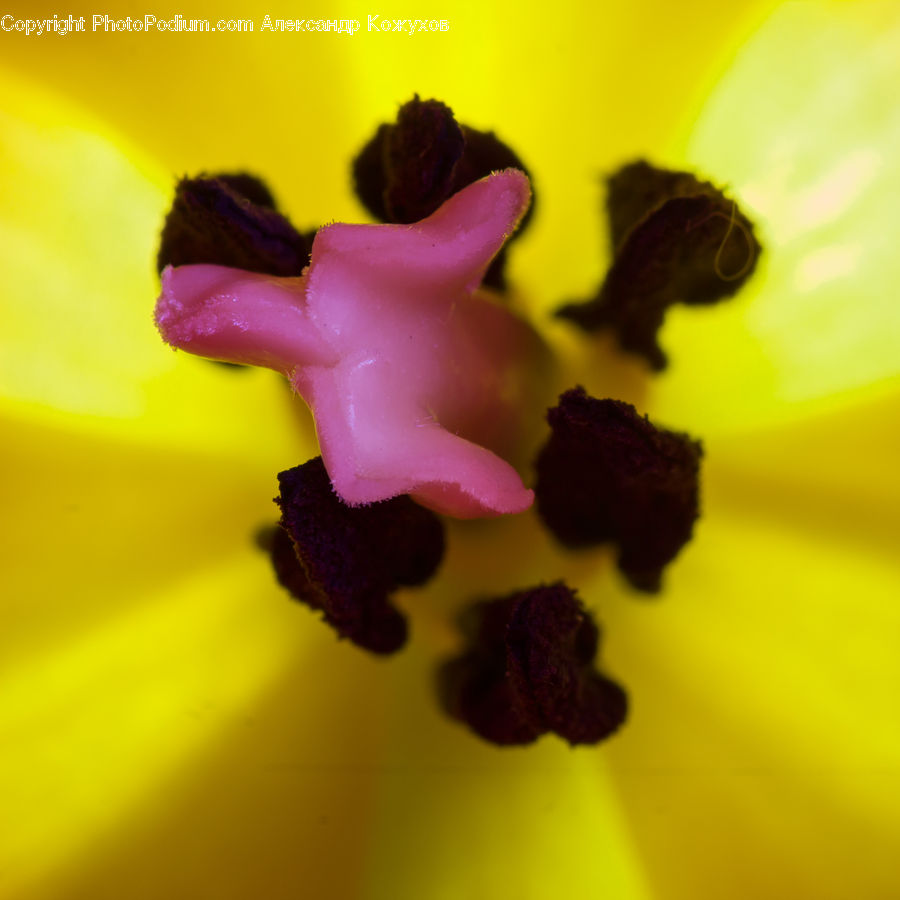 Flora, Pollen, Blossom, Flower, Geranium, Plant, Petal